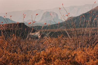 Big Bend National Park - Texas - Etats-Unis