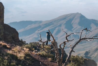 Big Bend National Park - Texas - Etats-Unis