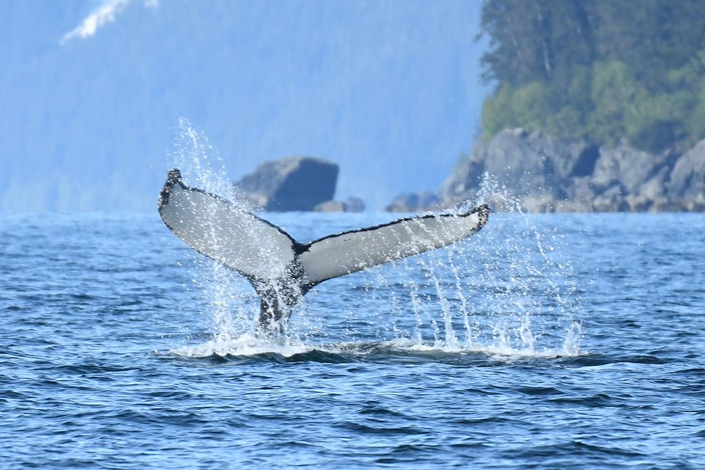 Image Trek Alaska - Trek Denali - Croisière et kayak Kenai fjords - Trek Wrangell St Elias