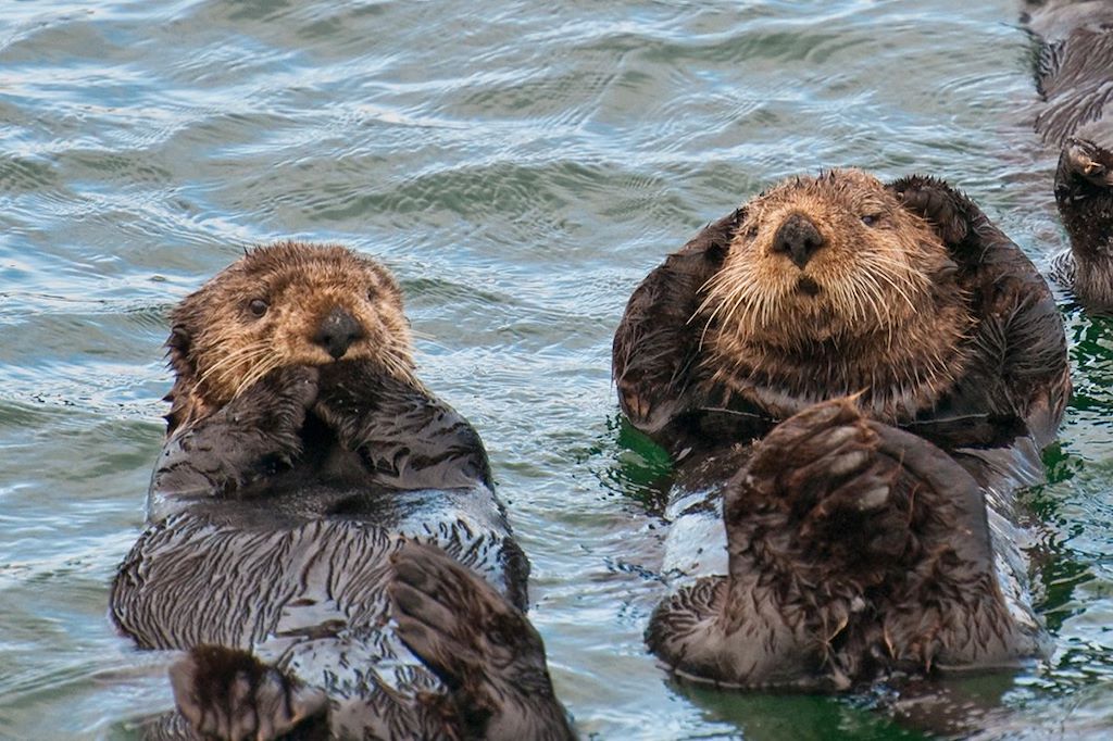 Image Trek Alaska - Trek Denali - Croisière et kayak Kenai fjords - Trek Wrangell St Elias