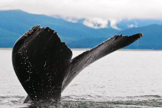 Voyage avec des animaux : Alaska : Prince William Sound et péninsule de Kenai