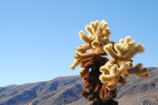 Voyage À la conquête de l’Ouest: cactus, déserts et océan