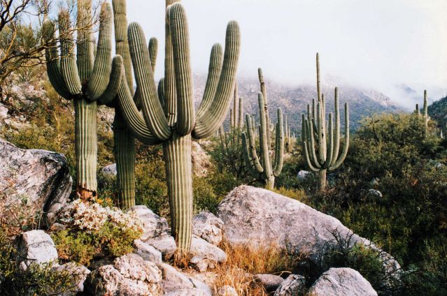 Voyage À la conquête de l’Ouest: cactus, déserts et océan 2