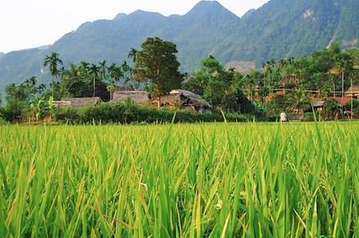 © Frédéric Poirier - Réserve naturelle de Pu Luong - Province de Thanh Hóa - Vietnam Réserve naturelle de Pu Luong - Province de Thanh Hóa - Vietnam