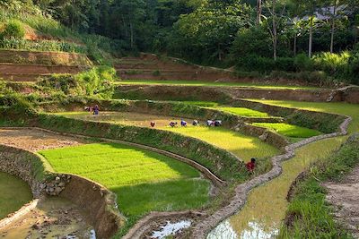 © Denis Chambon - Bac Ha - Vietnam Bac Ha - Vietnam