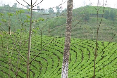 © Florent Bochet - Champs de thé - Région de Thac Ba - Vietnam Champs de thé - Région de Thac Ba - Vietnam