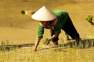 Tonkin - Vietnam