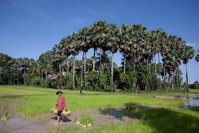 Travail dans les rizières - Cambodge