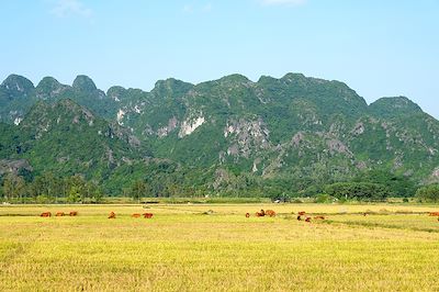 Rizière - Baie d'Halong terrestre - Vietnam