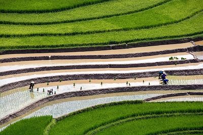 © Denis Chambon - Mu Cang Chai - Vietnam Mu Cang Chai - Vietnam