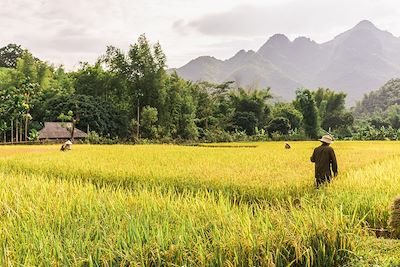 Vallée de Mai Chau - Vietnam