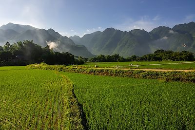 Champs de riz de la vallée de Mai Chau au Vietnam 