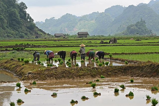 Voyage Ethnies, rizières et baie d'Halong