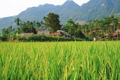© Frédéric Poirier - Réserve naturelle de Pu Luong - Province de Thanh Hóa - Vietnam Réserve naturelle de Pu Luong - Province de Thanh Hóa - Vietnam