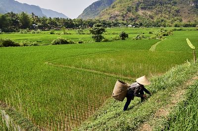 Dans les champs de riz de la vallée de Mai Chau 