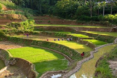 Bac Ha - Vietnam