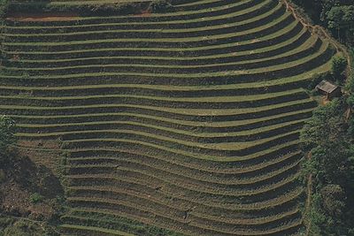 Plantation - La boucle de Ha Giang - Vietnam