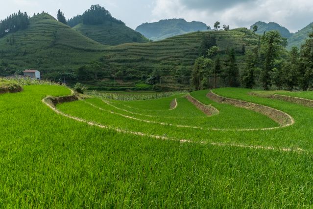Image Ethnies, rizières et baie d'Halong