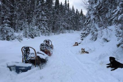 Traîneau à chiens dans les forêts du Québec