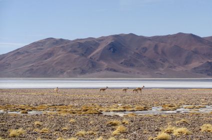 Trekking au cœur du désert d'Atacama