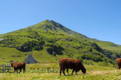 Les volcans du Cantal avec un âne
