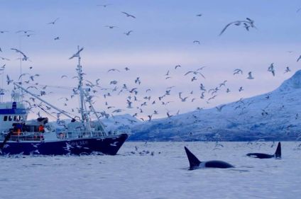 Baleines, orques et aurores boréales
