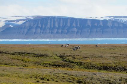 Clean Up Svalbard - Opération plages propres