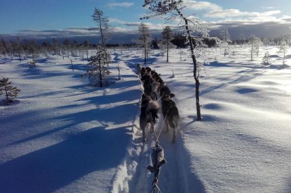 Traîneau à chiens au pays des Sami