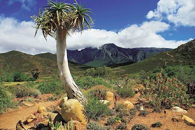 Drakensberg - Afrique du Sud