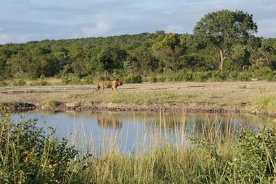 Parc Kruger - Afrique du Sud