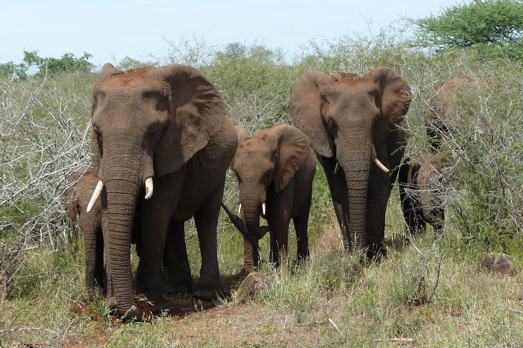 Voyage Grands espaces d'Afrique du Sud à Victoria Falls 1