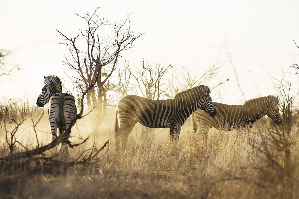Voyage Boucle sauvage : entrevue avec l'Afrique australe