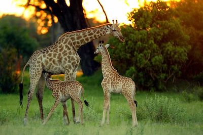 Girafes en famille