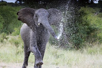 Voyage Brousse et Savane Afrique du Sud