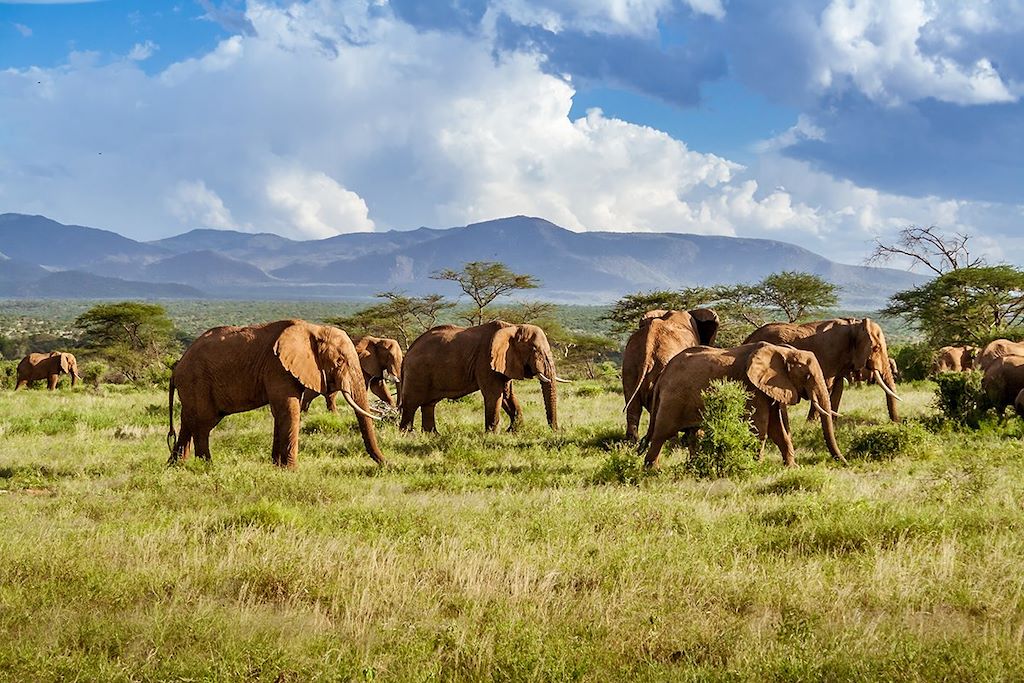Troupeau d éléphants dans la savane - Parc national Kruger - Afrique du Sud