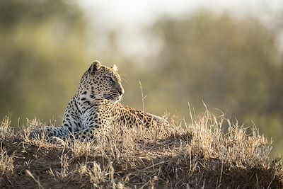 Singita Ebony Lodge - Réserve privée de Sabi Sand - Afrique du Sud 