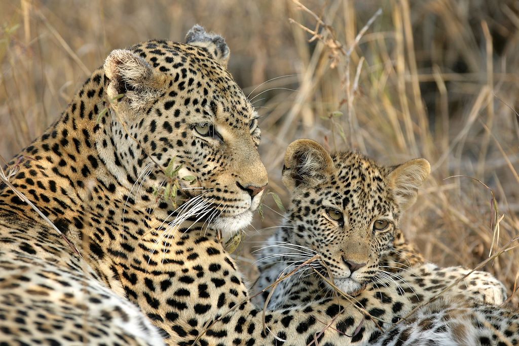 &Beyond Kirkman s Kamp - Réserve Privée de Sabi Sand - Afrique du Sud