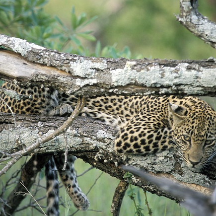 Safari Afrique du Sud