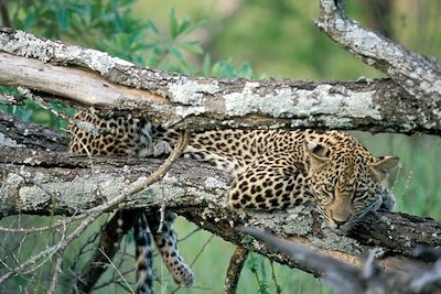 Voyage Traversée du Kruger et plages du Mozambique. 2