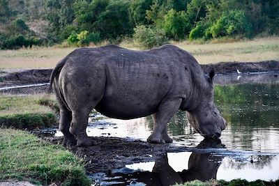 Safari au parc Kruger - Afrique du Sud