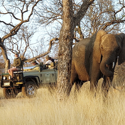 Safari Afrique du Sud