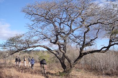 Parc National de Hluhluwe - Umfolozi - Afrique du Sud