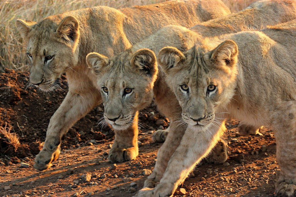 Voyage En piste pour les grands espaces d'Afrique du Sud 2