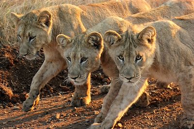 Voyage En piste pour les grands espaces d'Afrique du Sud 2