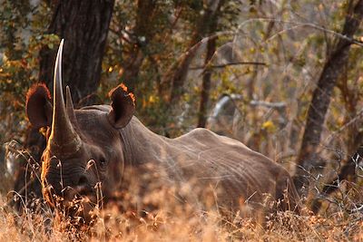 Voyage En piste pour les grands espaces d'Afrique du Sud 3