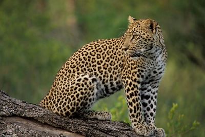 © Patrick Le Floc'h - Léopard - Parc Kruger - Afrique du Sud Léopard - Parc Kruger - Afrique du Sud