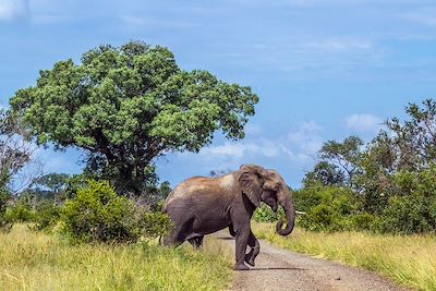 © Utopia_88 / iStock - Éléphant dans le parc National - Afrique du Sud Éléphant dans le parc National - Afrique du Sud