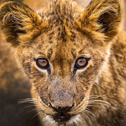 Safari Afrique du Sud