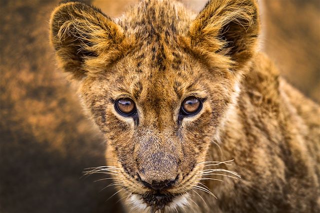 Voyage Du Cap au Kruger