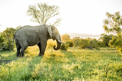 Singita Ebony Lodge - Réserve privée de Sabi Sand - Afrique du Sud 